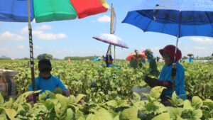 Antisipasi Kelangkaan Pupuk Subsidi, Pemkab Jember Anggarkan Rp 35 Miliar Untuk Petani