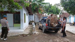 Judi Sabung Ayam di Puger Kocar-Kacir Setelah Digrebek Polisi
