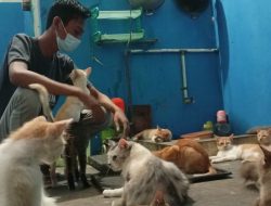 Kisah Yosi dan Andi, Penyelamat Kucing Terluka di Jalanan Jember.