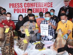 Produksi Tas dan Sabuk dari Kulit Satwa Liar, Warga Jember Diringkus Polisi