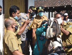 Sidak Pasar Hewan Bondowoso, 1 Ekor Sapi Terindikasi Terjangkit PMK