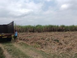 Lakukan Penebangan Tebu, Polisi Tetapkan Kades di Jember Tersangka