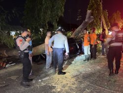 Pohon Tumbang Timpa Mobil, 1 Orang Meninggal Dunia
