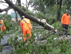 Hujan Deras dan Angin Kencang Banyak Pohon Tumbang dan Rumah Rusak di Jember.