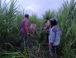 Berbekal Drone, Polsek Mumbulsari Berhasil Gagalkan Pencurian Sapi