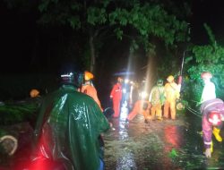 Pohon Tumbang dan Timpa Pengendara Motor di Jember
