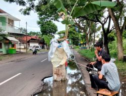 Jalan Rusak Parah di Jember Ditanami Pisang, Sudah Telan Korban Jiwa Belum Ada Perbaikan