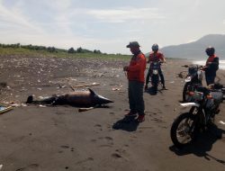 Sisir Bocah Tenggelam, Relawan Brandal Alas Rescue Malah Temukan Lumba Lumba Terdampar