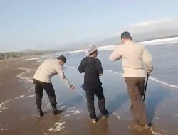 Ubur-ubur Benang Muncul di Pantai Watu Ulo, Satu Wisatawan Tersengat Racun Hewan Laut Tersebut