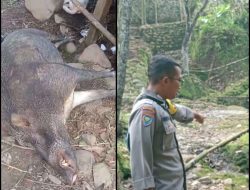 Mandi di Sumber Air, Pasutri di Jember Diserang Babi Hutan