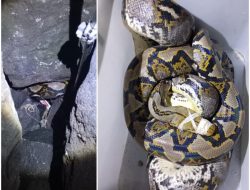 Ular piton sepanjang 4 meter kagetkan pemancing di pantai Muncar