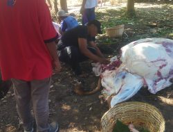 Periksa Hewan Kurban Diduga Terjangkit PMK, Disnak Jember : Itu Virus Orf, Aman Dikonsumsi