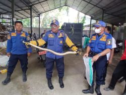 Dua Ular Kobra bikin panik emak-emak di Bank Sampah