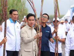Wapres Gibran Panen Tebu dan Dialog Bersama Petani dari Berbagai Wilayah di Indonesia