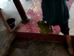 Maling Satroni Rumah saat Siang Bolong, Gas Melon Raib Dibawa Kabur