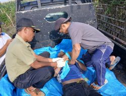 Pencari Rumput Asal Banyuwangi Ditemukan Meninggal di Kebun Buah Naga