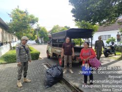 Nginap di Kandang Sapi, Satpol PP Genteng Tertibkan Pendatang Asal Malang