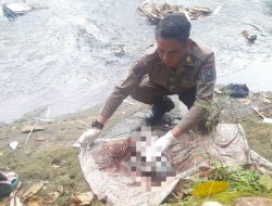 Jenazah Bayi Laki-laki Ditemukan Mengapung di Sungai Stembel Banyuwangi