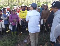 Tanaman Kopi Ditebang OTK, PTPN 1 Regional 5 Alami Kerugian Ratusan Juta