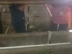 Sapi Habis Melahirkan Terperosok ke Saluran Air, Dievakuasi Tim Damkarmat Banyuwangi