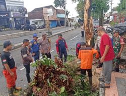 Pohon Sono Tumbang Tutup Jalan Genteng–Jember, Evakuasi Berlangsung Dua Jam