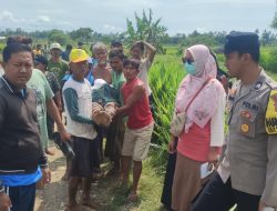 Buruh Tani di Jember Meregang Nyawa Saat Cabut Padi