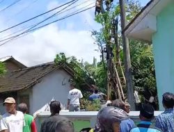 Niat Cari Pakan Ternak, Warga Jelbuk Meregang Nyawa Diatas Pohon Randu