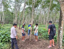 Polisi Ringkus Pelaku dan Penadah Pencurian Sapi di Glenmore