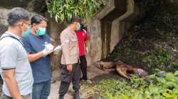 Mayat Tanpa Identitas Ditemukan Membusuk di Bawah Jembatan Purwoharjo Banyuwangi