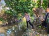 Lansia Pikun di Banyuwangi Ditemukan Meninggal Tengkurap di Sungai Belakang Rumah