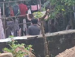 Geger Maling Celdam Wanita Hantui Rumah warga di Sempu Banyuwangi