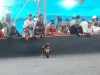 Hanya Berjarak Belasan Meter Dari Tempat Ibadah, Warga Desak Arena Sabung Ayam di Ambulu Ditutup