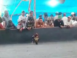 Hanya Berjarak Belasan Meter Dari Tempat Ibadah, Warga Desak Arena Sabung Ayam di Ambulu Ditutup