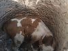 Sapi Nyemplung Sumur di Banyuwangi, Dievakuasi Damkar Pakai Tripod