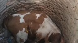 Sapi Nyemplung Sumur di Banyuwangi, Dievakuasi Damkar Pakai Tripod