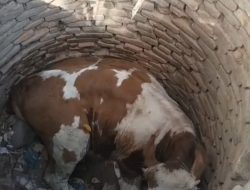 Sapi Nyemplung Sumur di Banyuwangi, Dievakuasi Damkar Pakai Tripod
