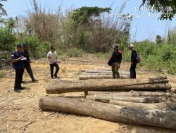 16 Batang Jati Tanpa Dokumen Ditemukan di Pekarangan Kosong Sumberasri