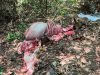 Banteng Jawa Ditemukan Terpotong di Alas Purwo Banyuwangi, Diduga Jadi Korban Perburuan Liar