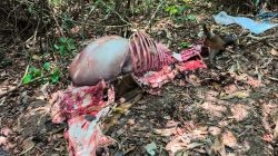 Banteng Jawa Ditemukan Terpotong di Alas Purwo Banyuwangi, Diduga Jadi Korban Perburuan Liar