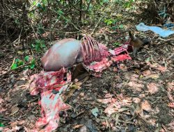 Banteng Jawa Ditemukan Terpotong di Alas Purwo Banyuwangi, Diduga Jadi Korban Perburuan Liar
